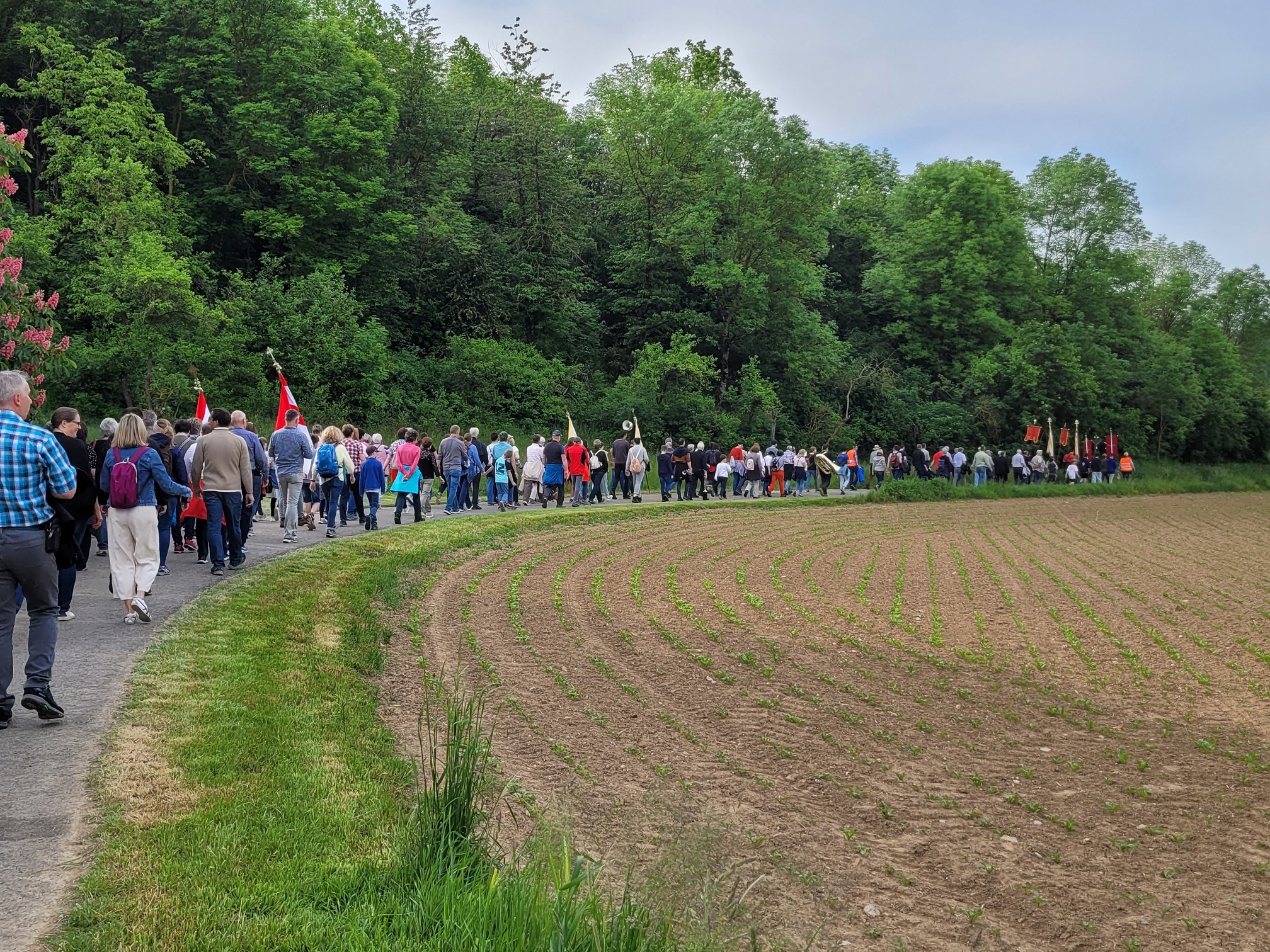 Eine große Gruppe Wallfahrer:innen geht zwischen einem Wald und einem Feld auf einem Weg entlang.