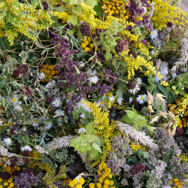 Blick von oben auf die gebundenen Kräuterstäuße. Das ganze Bild ist voller Blumen und Kräuter.