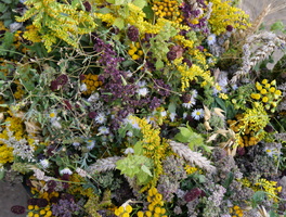 Blick von oben auf die gebundenen Kräuterstäuße. Das ganze Bild ist voller Blumen und Kräuter.