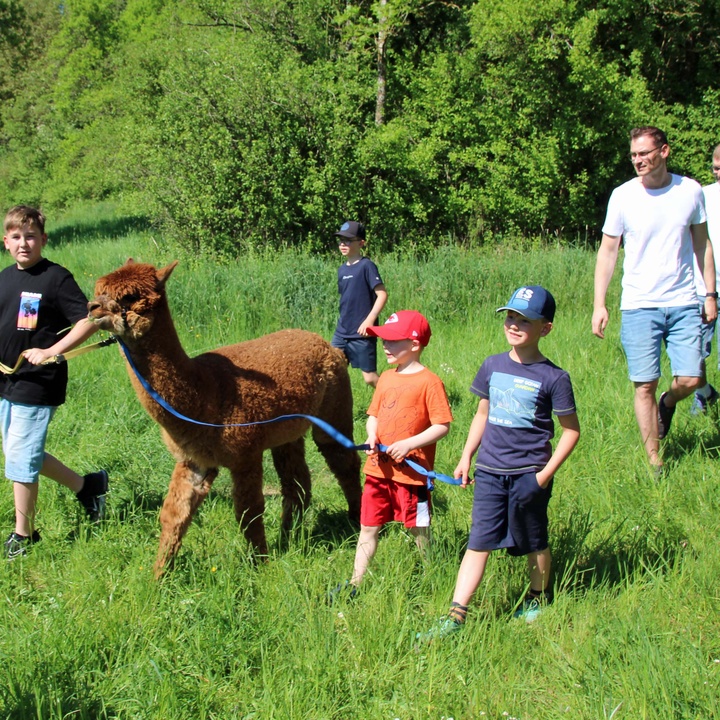Vier Kinder führen ein Alpaka auf einer Wiese. Dahinter laufen einige Erwachsene.