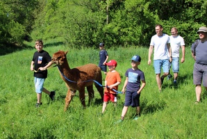 Vier Kinder führen ein Alpaka auf einer Wiese. Dahinter laufen einige Erwachsene.