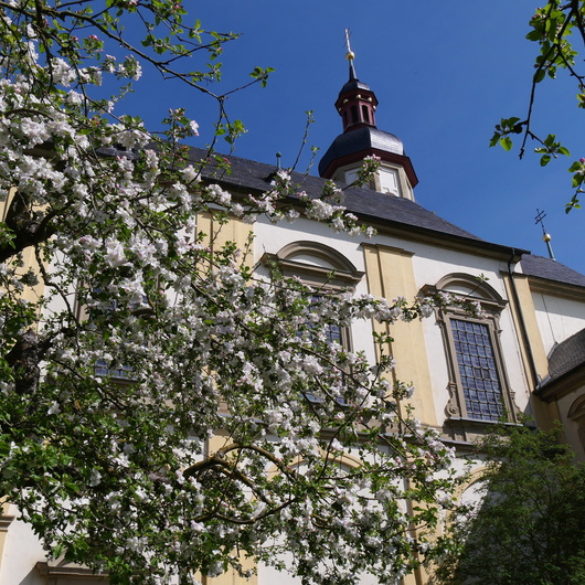 Blick auf die Wallfahrtskirche mit blühenden Bäumen im Vordergrund