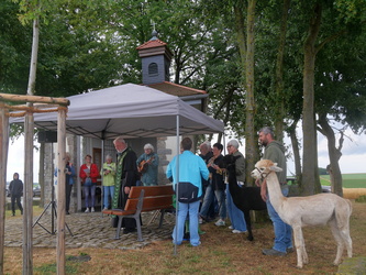 Auf dem Foto sind Alpakas zu sehen.